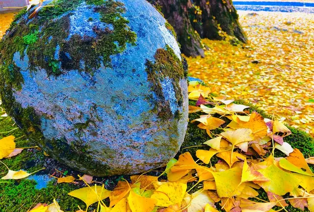 イルミネーション目指して紅葉発見🍁
