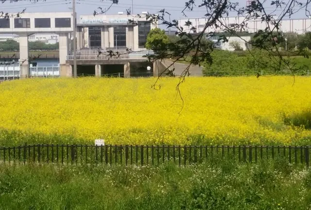 埼玉幸手・権現堂公園で子どももペットもたのしめるブルットマーケット開催！ | 「さいほく」－埼玉県…