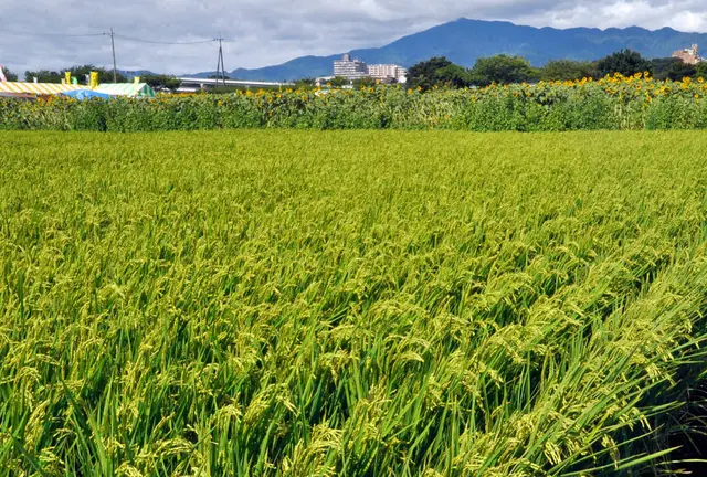 スヌーピーミュージアムと座間ひまわり畑