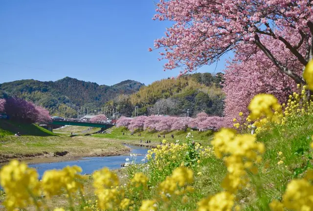 春を先取り🌸ふらっと河津桜