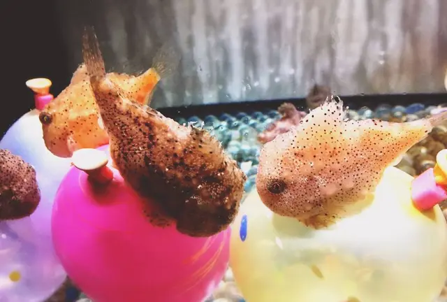 のんびり須磨水族館散策