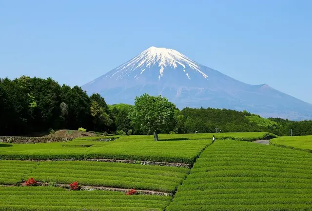静岡長いぞ箱根旅行