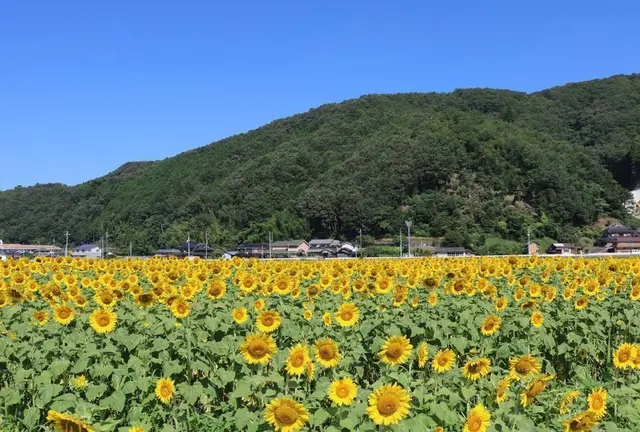 夏はひまわり♪