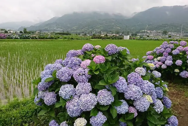 南足柄➕山北の旅