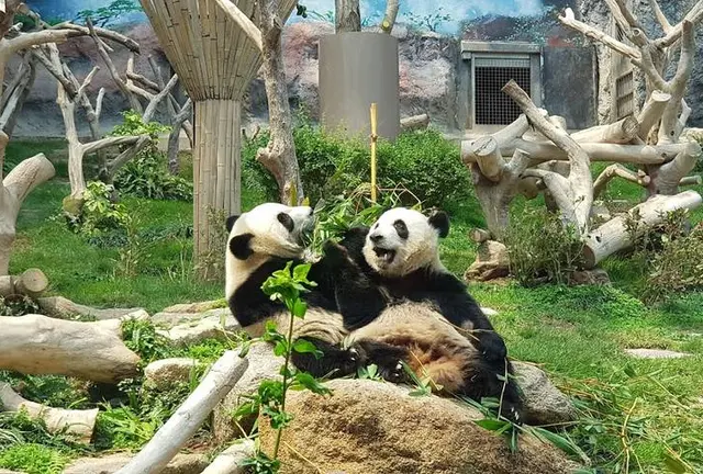 パンダ🐼スパ✨アフタヌーンティー🫖癒しの旅💖マカオ2泊3日