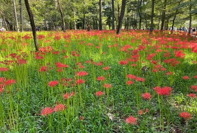 令和初秋(I)巾着田曼珠沙華祭り