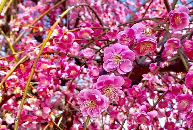春の花々満喫日帰り旅