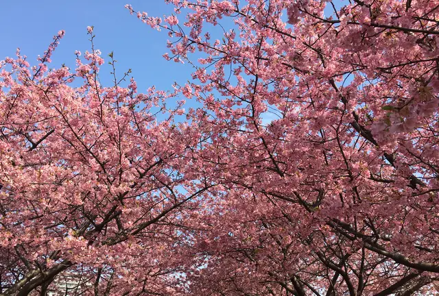 八千代＆佐倉🌸春を先取り🌸