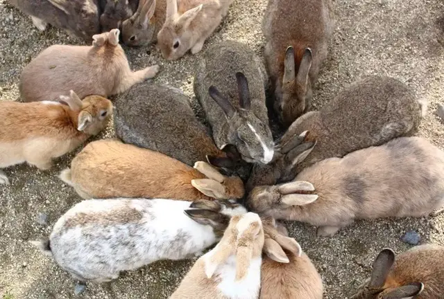 1泊2日🐰うさぎ島と尾道旅
