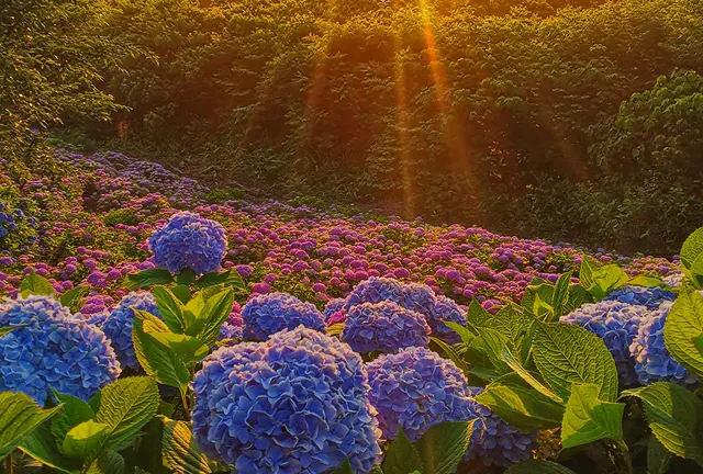 【見附市】花めぐりプラン