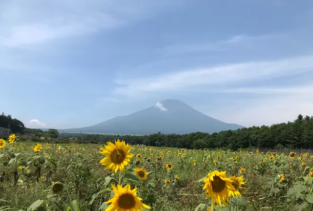 初めてのお気楽ソロテント泊の旅🏕『山梨〜長野、富士山〜八ヶ岳を望むゆるキャン旅』