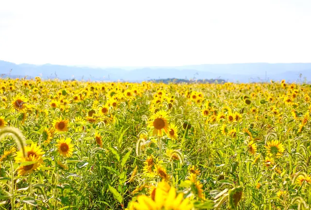 2泊3日🌻日本最北端への旅