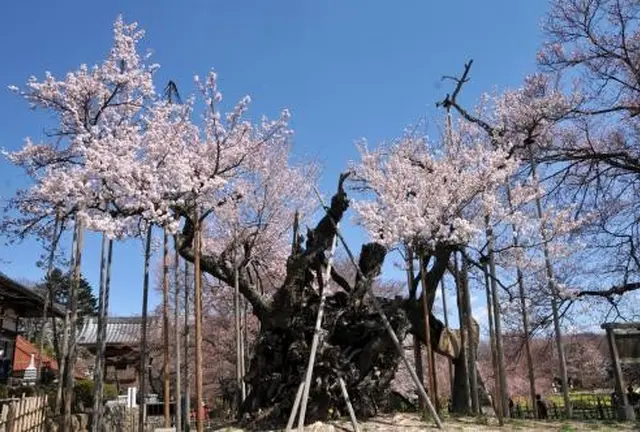 山高神代桜　ワニ塚の桜