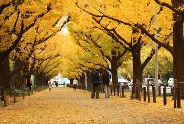 Go to yellow leaves