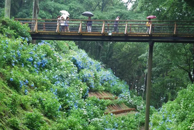 栃木県大田原市「くろばね紫陽花まつり」に行ってきた