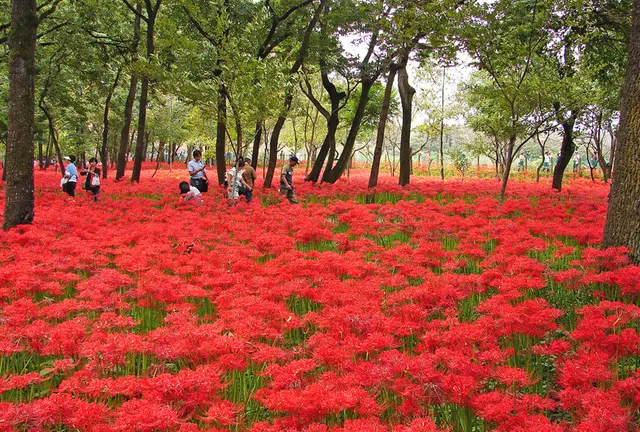 曼珠沙華の群生は、まるで黄泉の国