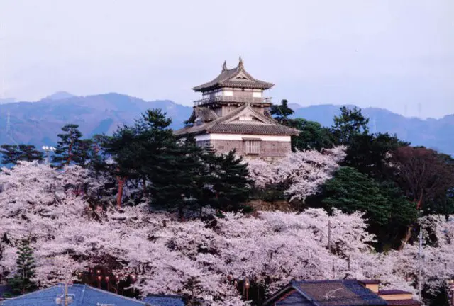 現存１２天守の丸岡城からの福井桜三昧