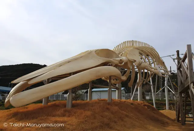 地球史上最大級の生物／シロナガスクジラを求めて