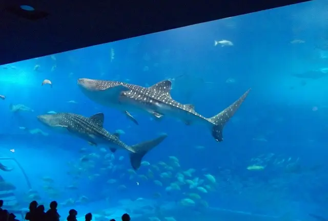 美ら海水族館と瀬底島、そして軽食 木曜館