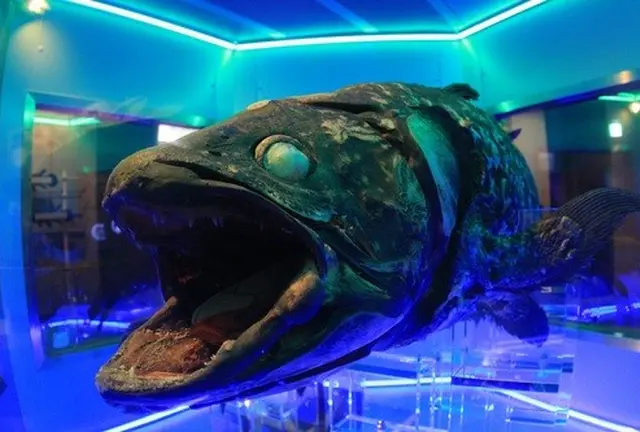 沼津でお魚だらけのおでかけ