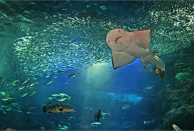 初めての水族館。