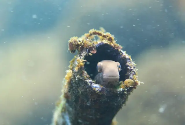 海に沈む幻の1番線ホーム…⁈根府川ダイビング