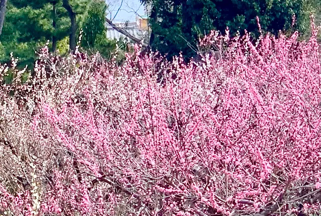 3月　京都へ梅を見に