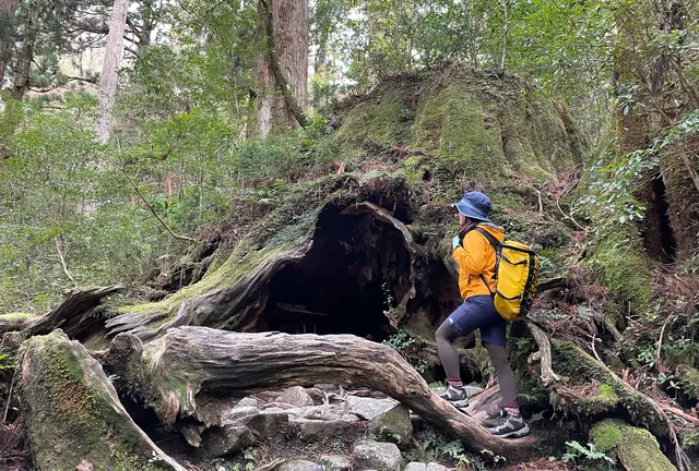 【屋久島】世界遺産の森を歩く！縄文杉🌳日帰りトレッキング・荒川コース