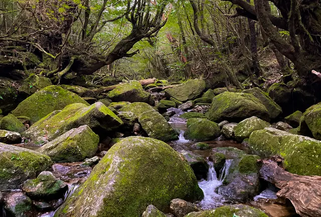 体力に自信がなくても大丈夫！半日で楽しむ白谷雲水峡🌿
