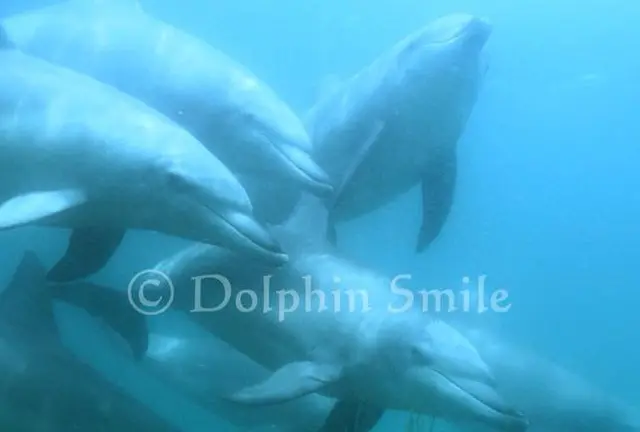 【能登半島】ドルフィンスイム🐬