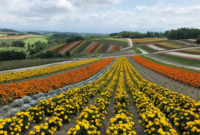 【北海道】丘のまち・美瑛の絶景を巡る日帰り旅