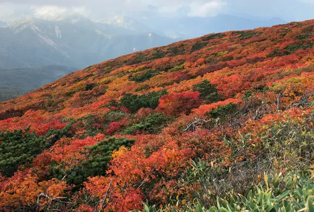 【宮城】シーズン到来！紅葉の名所🍁栗駒山を訪れる1泊2日