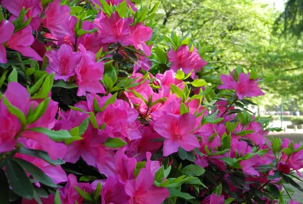 いつも花が咲いているの写真・動画_image_32664