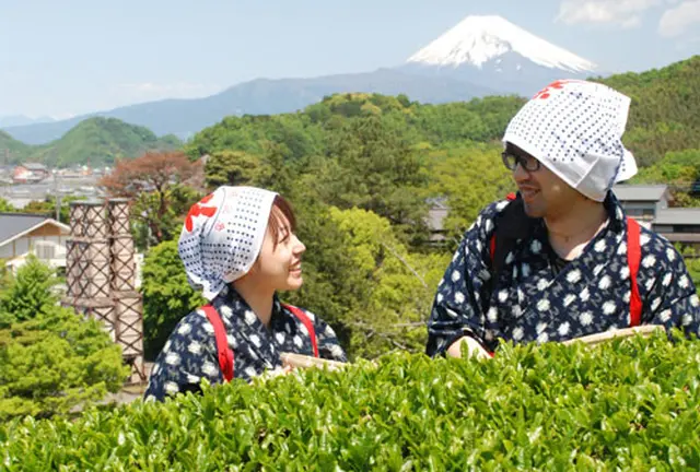 【日本の春を巡る！】絶景富士山!!桜づくしと茶摘み体験