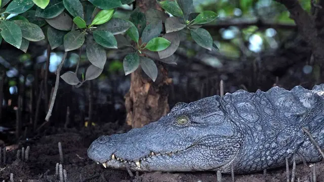 Tour of Goa: a List of best cruise in Goa