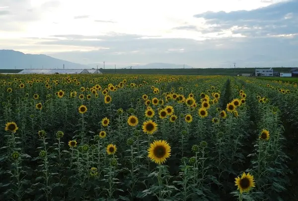 夏はひまわり畑を見つけよう