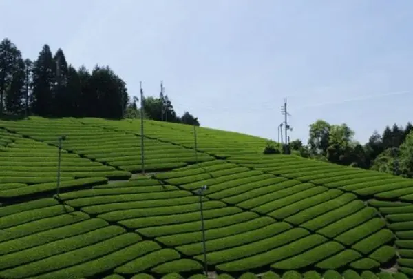 石寺の茶畑の写真・動画_image_73862
