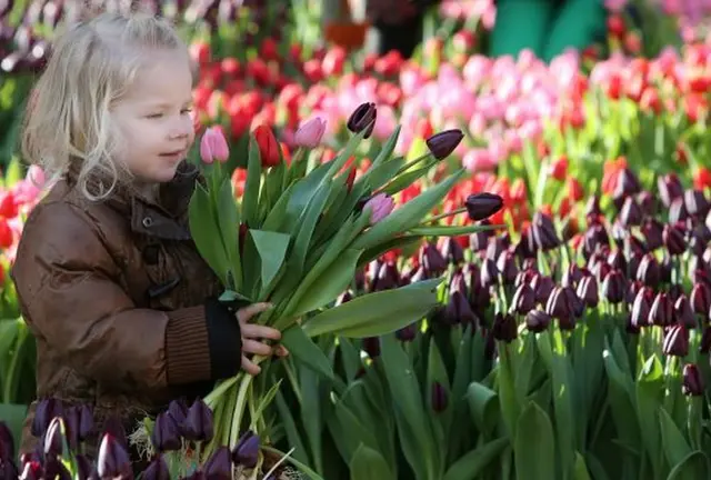 チューリップの国で春の花を楽しむ旅