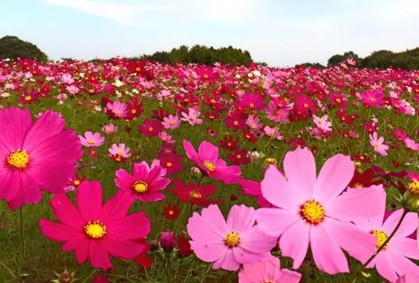 鼻高展望花の丘