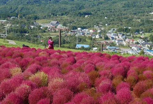 秋のコキア散策と秘境温泉の旅