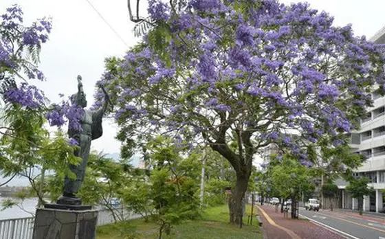 ジャガランダの花