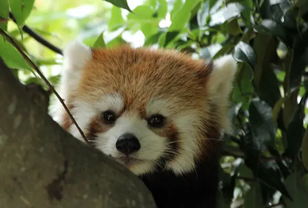静岡市立日本平動物園