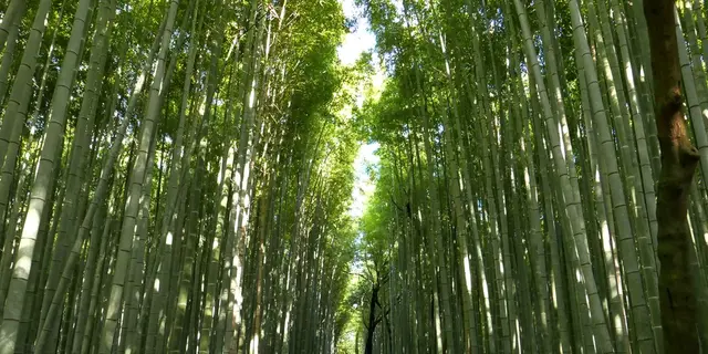 トロッコに乗って紅葉の嵐山を満喫