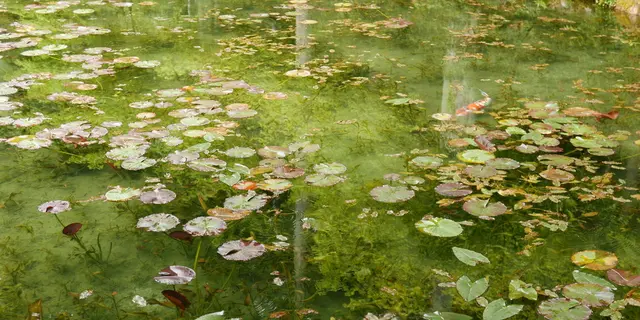 噂のモネの池を見て、温泉と美濃B級グルメを満喫する旅
