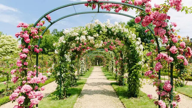 【フランス】マリーアントワネットと薔薇を巡る旅🌹