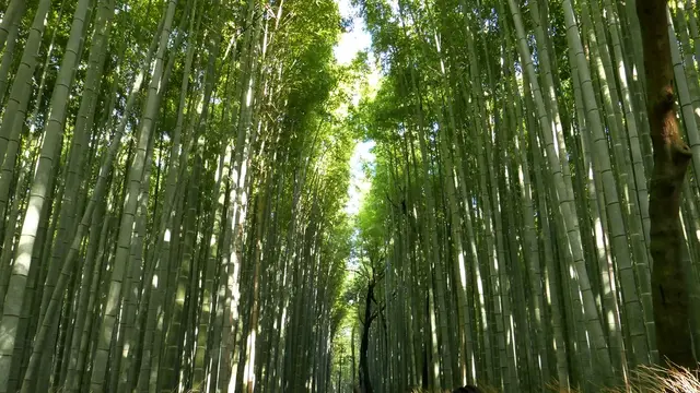 トロッコに乗って紅葉の嵐山を満喫