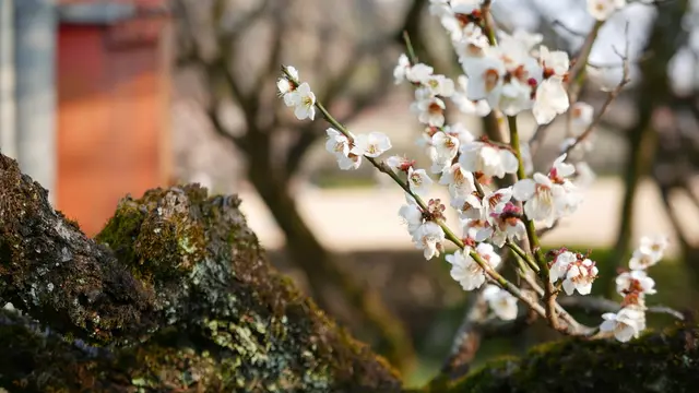 3月上旬がピーク!梅の名所岐阜梅林公園