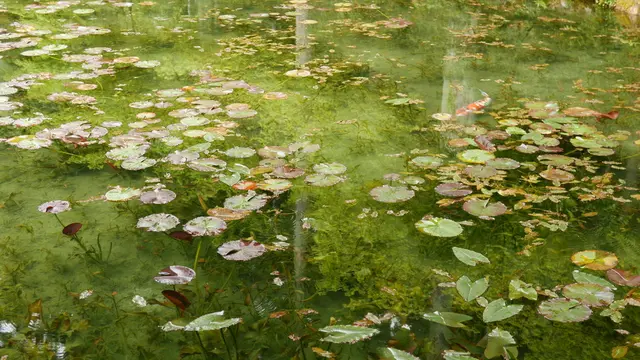 噂のモネの池を見て、温泉と美濃B級グルメを満喫する旅