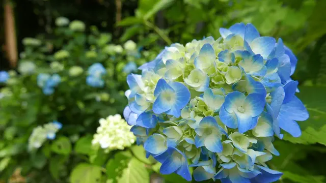 関・板取あじさいまつり 花よりグルメ!