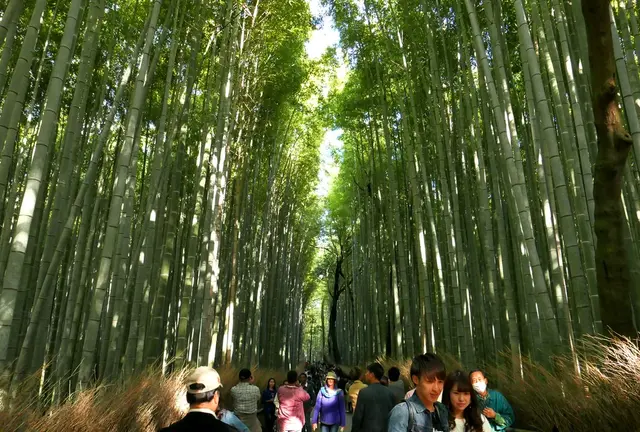 トロッコに乗って紅葉の嵐山を満喫